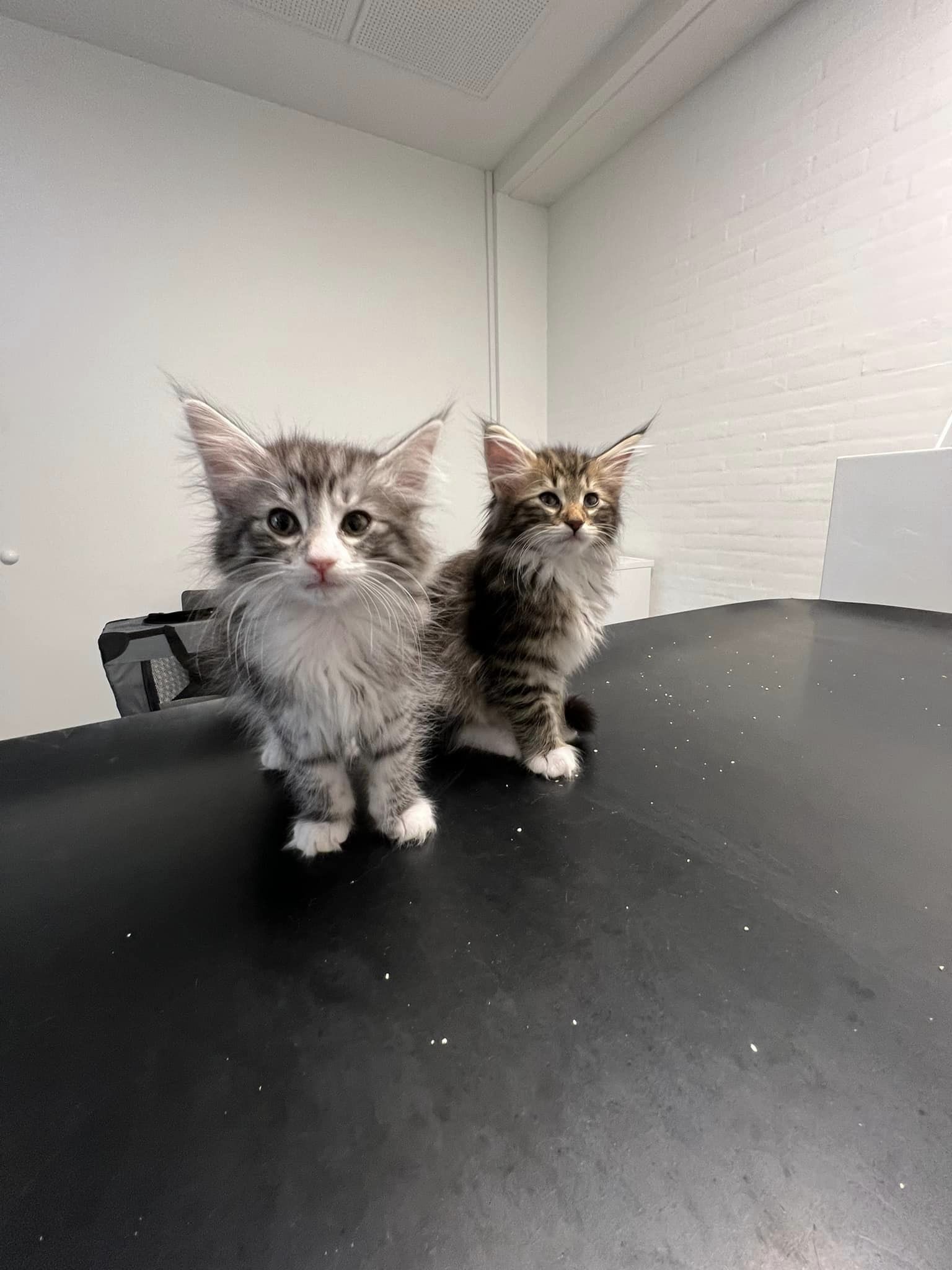 Killingerne er vaccineret