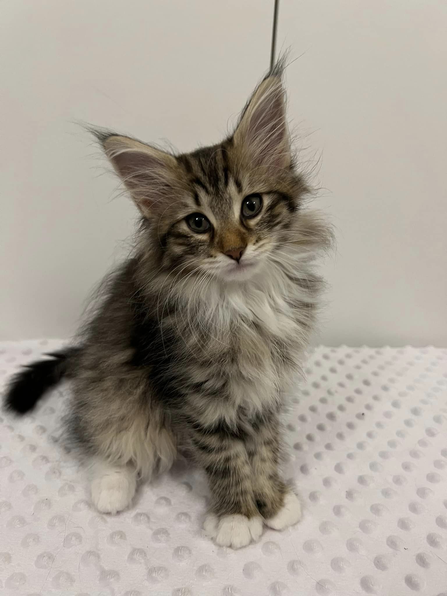 Der kommer killinger til november