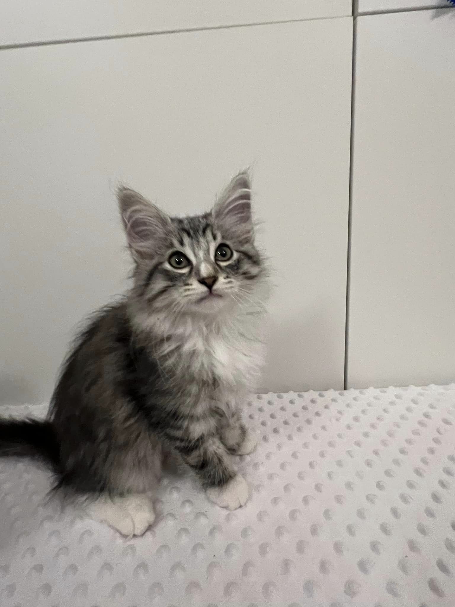 Charmerende og nysgerrige Sokka